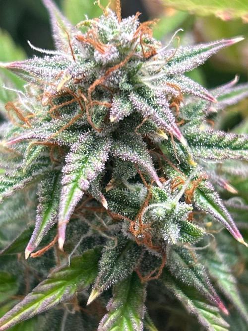 Mango sherbet auto supreme seeds bulldog. Week 9 - Another another size cola