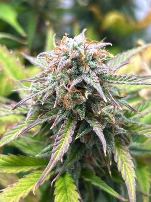 Mango sherbet auto supreme seeds bulldog. Week 9 - Side cola