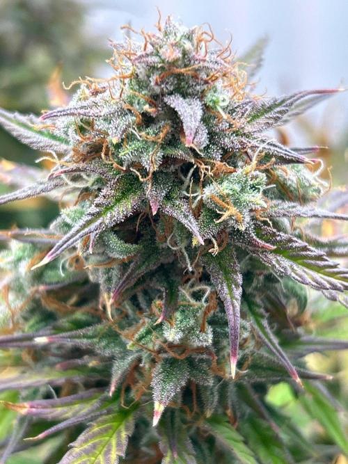 Mango sherbet auto supreme seeds bulldog. Week 9 - Main top