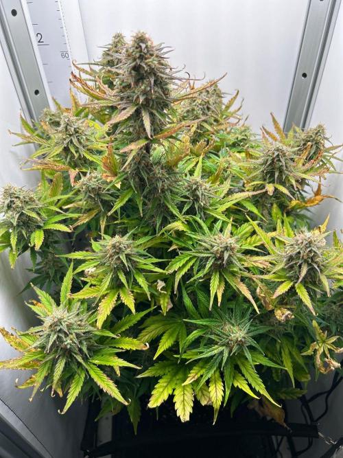 Mango sherbet auto supreme seeds bulldog. Week 9 - Whole plant