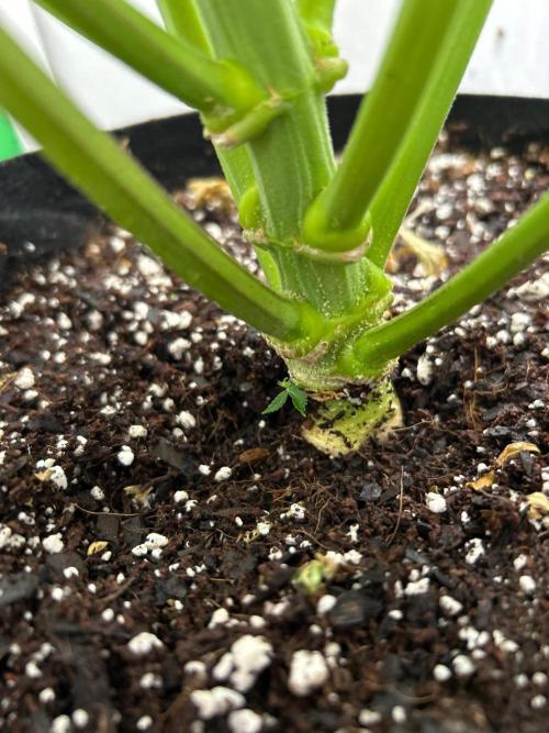 Mango sherbet auto supreme seeds bulldog. Week 9 - Stalk view