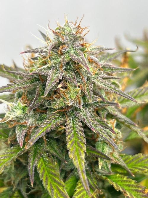 Mango sherbet auto supreme seeds bulldog. Week 9 - Side cola