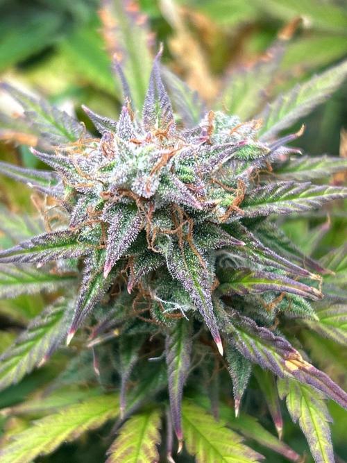 Mango sherbet auto supreme seeds bulldog. Week 9 - Another side cola