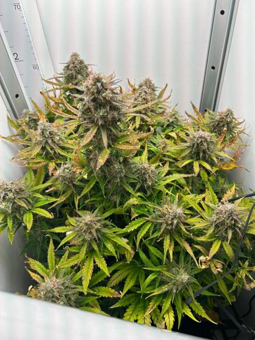 Mango sherbet auto supreme seeds bulldog. Week 10 - Whole plant view
