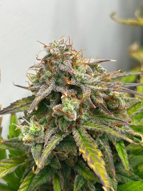 Mango sherbet auto supreme seeds bulldog. Week 10 - Random cola left side