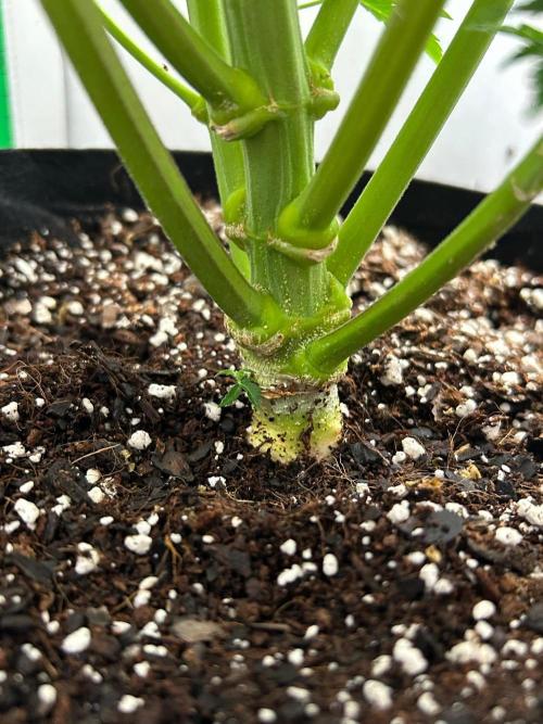 Mango sherbet auto supreme seeds bulldog. Week 10 - Stalk view 