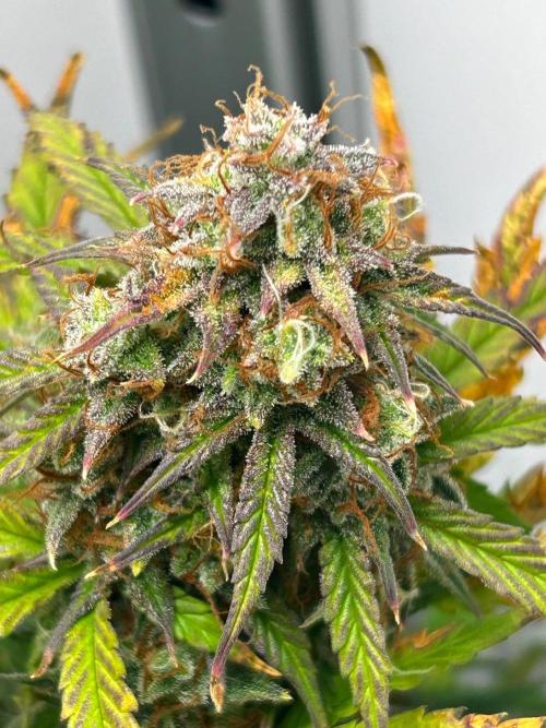 Mango sherbet auto supreme seeds bulldog. Week 10 - Random cola right side