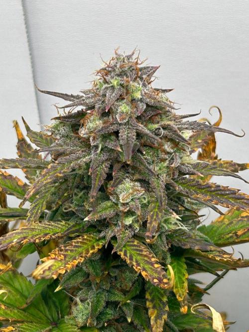 Mango sherbet auto supreme seeds bulldog. Week 10 - Back of tent cola 