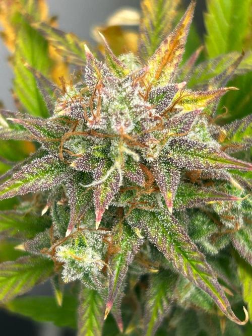 Mango sherbet auto supreme seeds bulldog. Week 10 - Front of plant cola