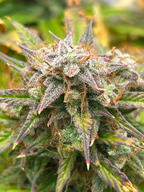 Mango sherbet auto supreme seeds bulldog. Week 10 - Middle of plant cola 