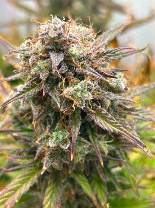 Mango sherbet auto supreme seeds bulldog. Week 10 - Front of plant cola 