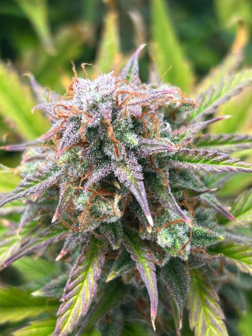 Mango sherbet auto supreme seeds bulldog. Week 10 - Front middle of plant cola 