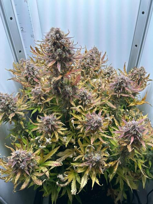 Mango sherbet auto supreme seeds bulldog. Week 11 - Whole plant view