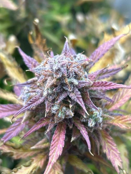 SeedSupreme - Mango Sherbet Auto by killachronic