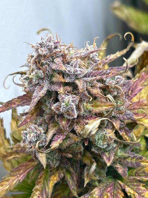 Mango sherbet auto supreme seeds bulldog. Week 11 - Cola view 