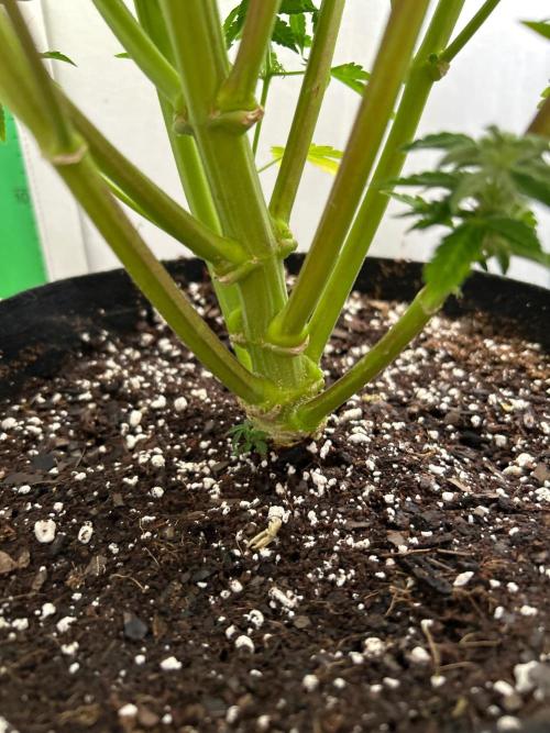 Mango sherbet auto supreme seeds bulldog. Week 11 - Stalk view