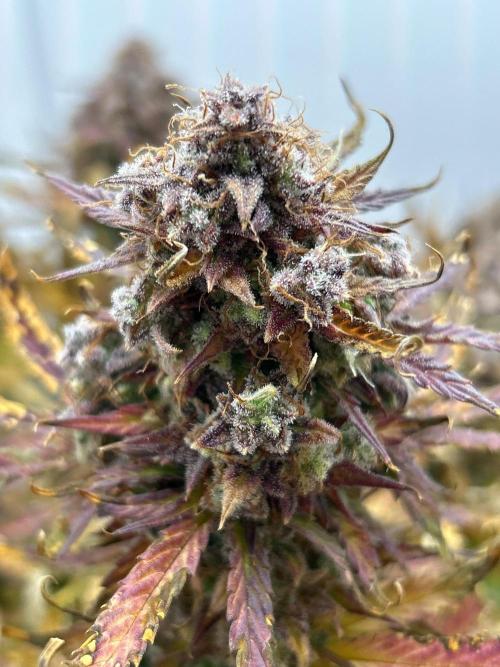 Mango sherbet auto supreme seeds bulldog. Week 11 - Cola view