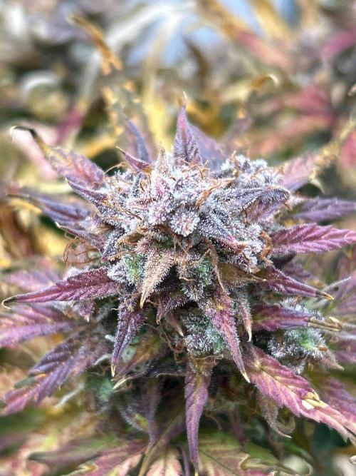 Mango sherbet auto supreme seeds bulldog. Week 11 - Cola view