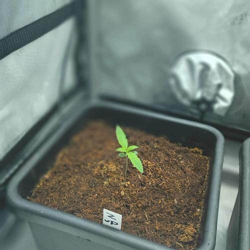 Fastbuds Auto grow A26. Week 0 - Z-up day 5, direct to soil germination 