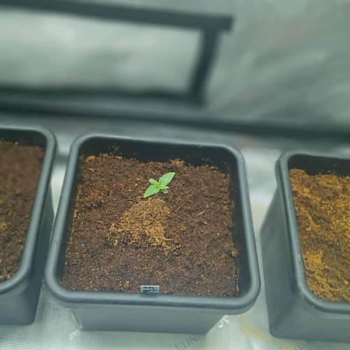 Fastbuds Auto grow A26. Week 0 - Strawberry Gorilla day 5, direct to soil germination 