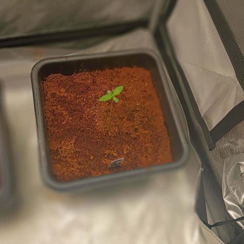 Fastbuds Auto grow A26. Week 0