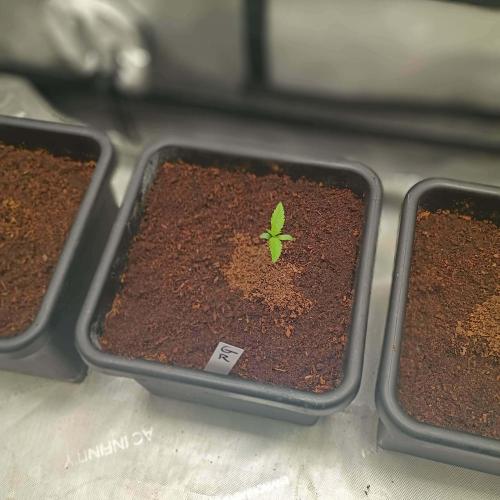 Fastbuds Auto grow A26. Week 0 - Guava runtz day 5, direct to soil germination 