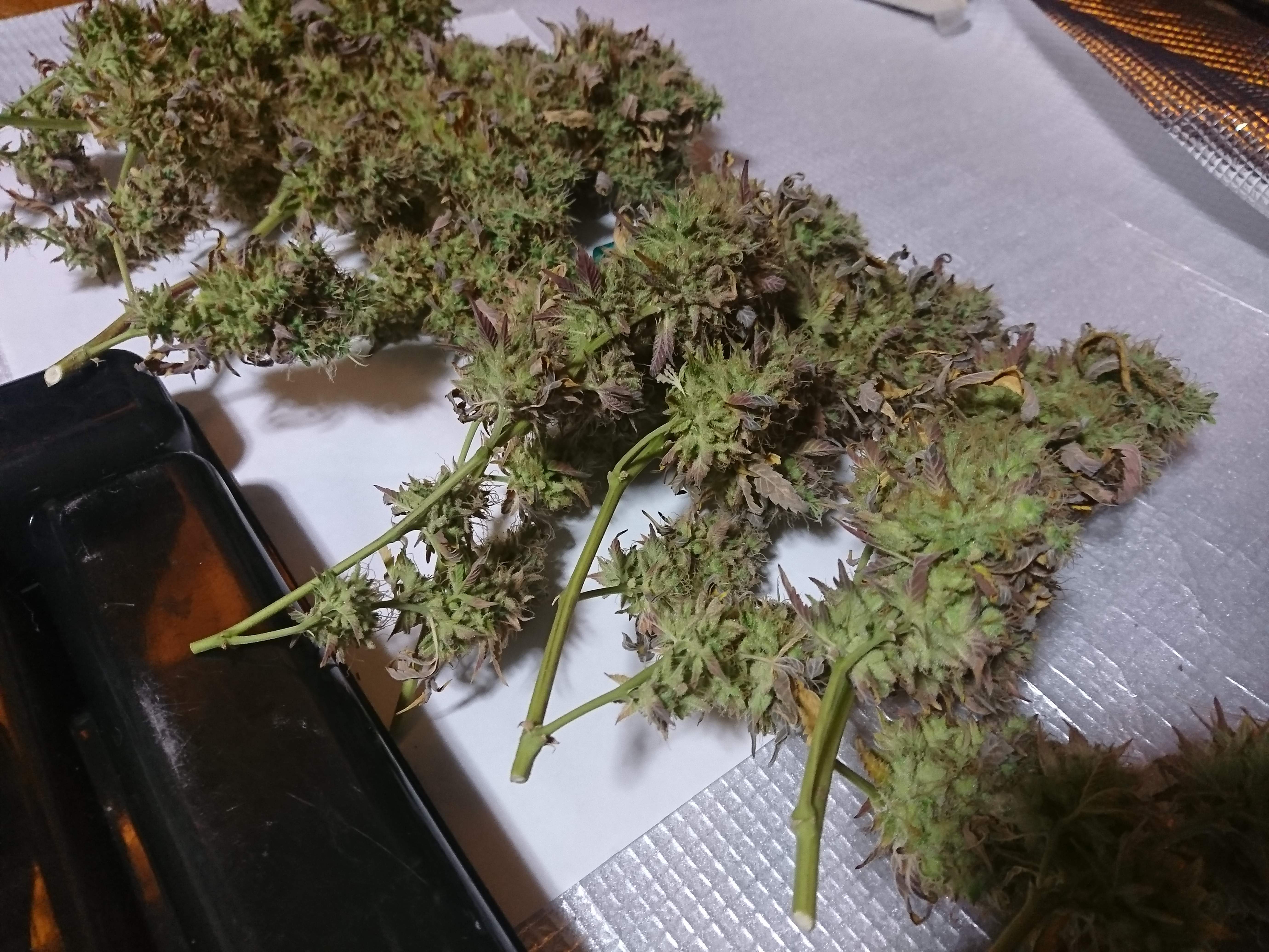 Bomb Seeds Thc Bomb Grow Journal Week19 By Sativajaponica Growdiaries