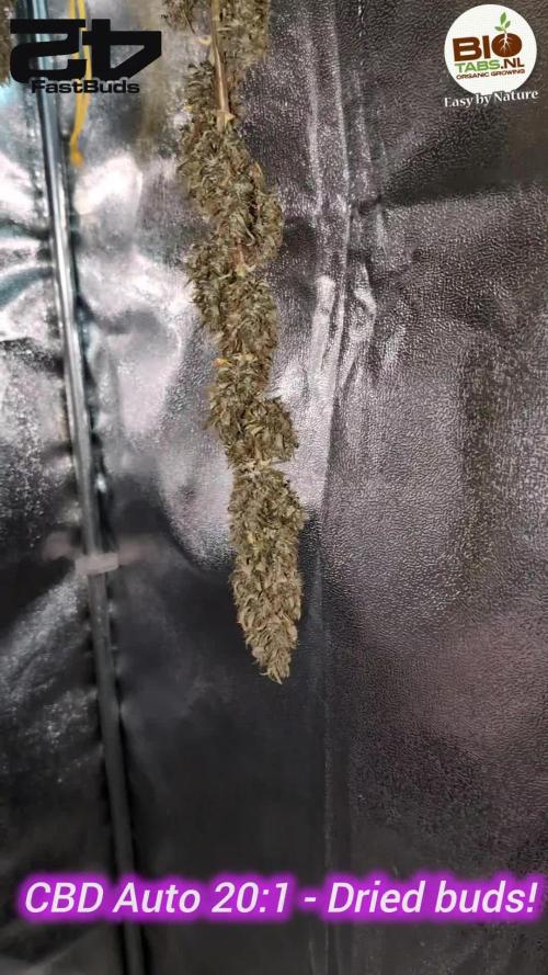 CBD Auto 20:1 by FastBuds & Mars Hydro