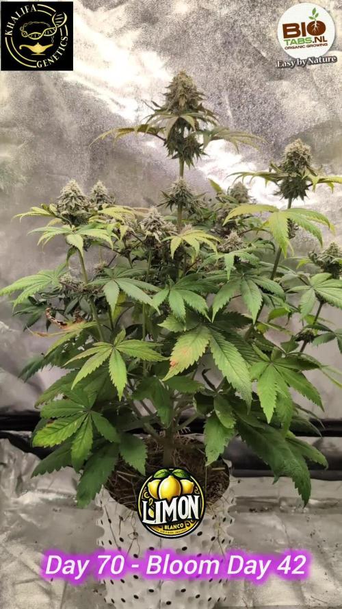 Limon Blanco by Khalifa Genetics & Mars Hydro