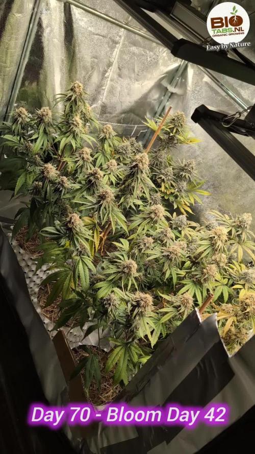 Limon Blanco by Khalifa Genetics & Mars Hydro