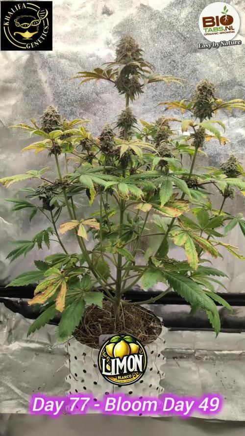 Limon Blanco by Khalifa Genetics & Mars Hydro