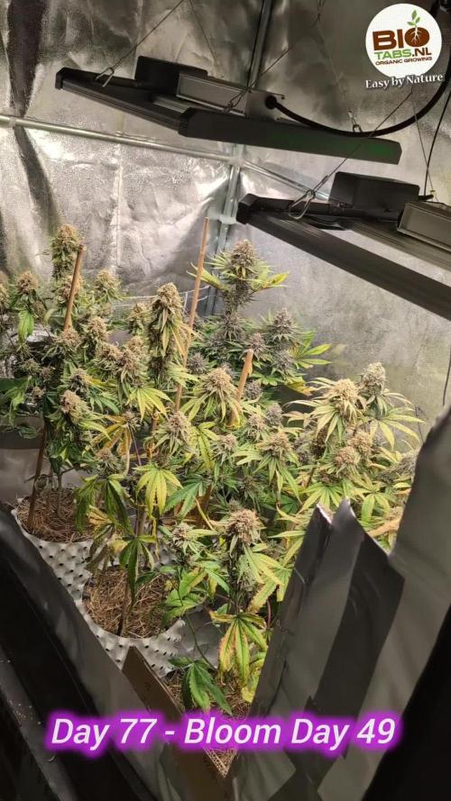 Limon Blanco by Khalifa Genetics & Mars Hydro