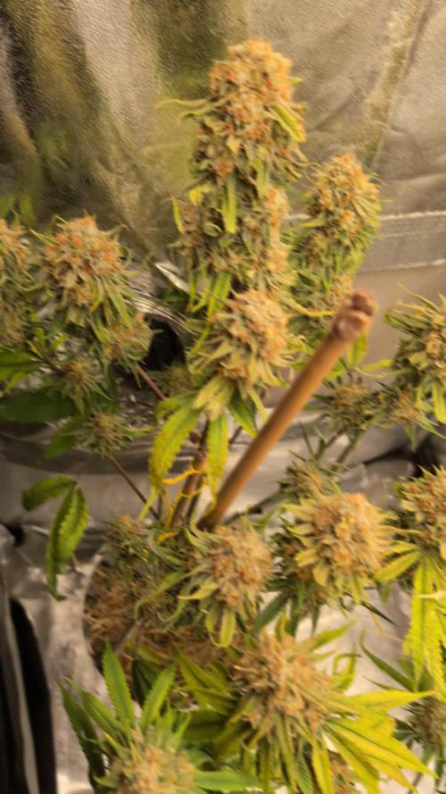 Blueberry Pie F1 Stack.Farms cuts (Seedsman)