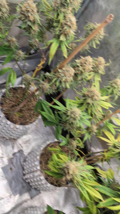 Blueberry Pie F1 Stack.Farms cuts (Seedsman)