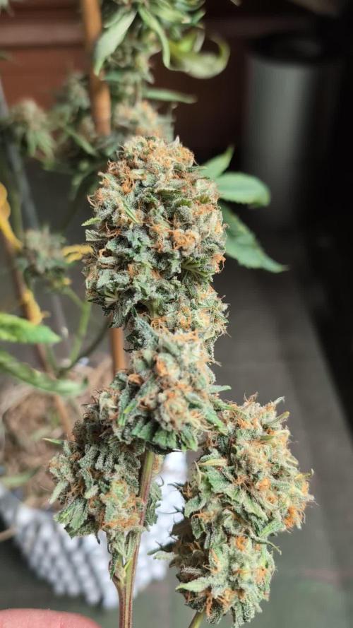 Blueberry Pie F1 Stack.Farms cuts (Seedsman)