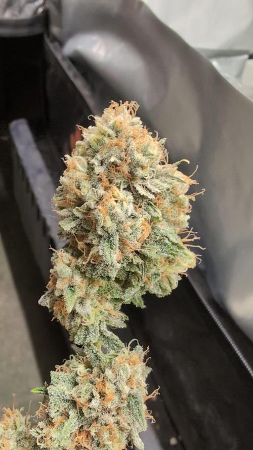 Blueberry Pie F1 Stack.Farms cuts (Seedsman)