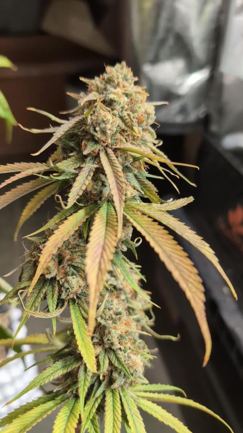 Blueberry Pie F1 Stack.Farms cuts (Seedsman)