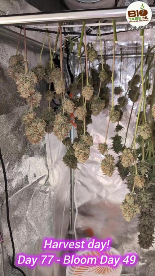 Blueberry Pie F1 Stack.Farms cuts (Seedsman)