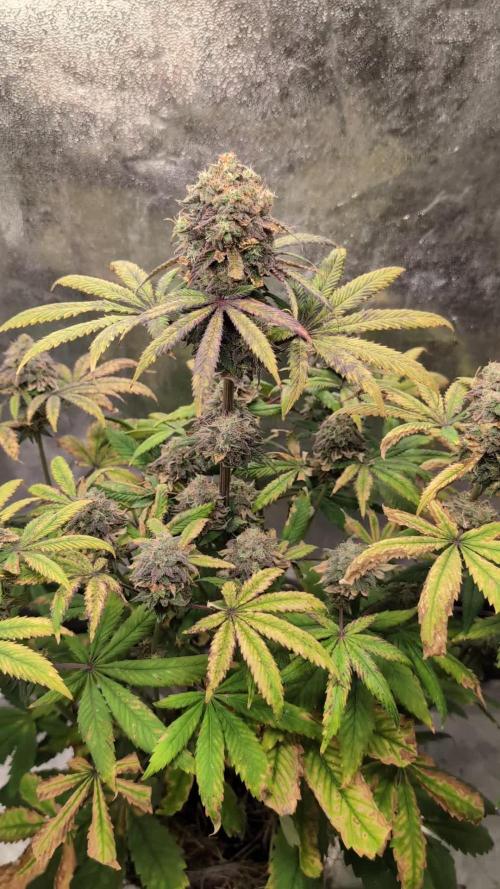 Limon Blanco by Khalifa Genetics & Mars Hydro