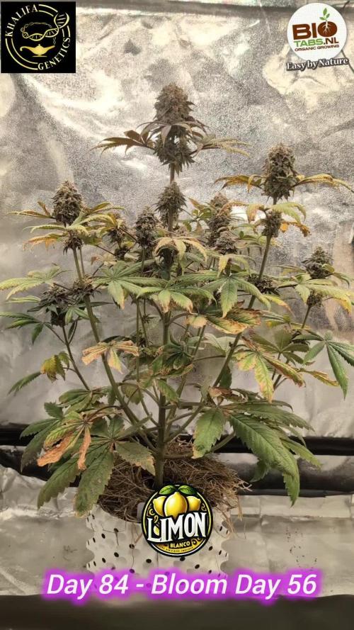 Limon Blanco by Khalifa Genetics & Mars Hydro