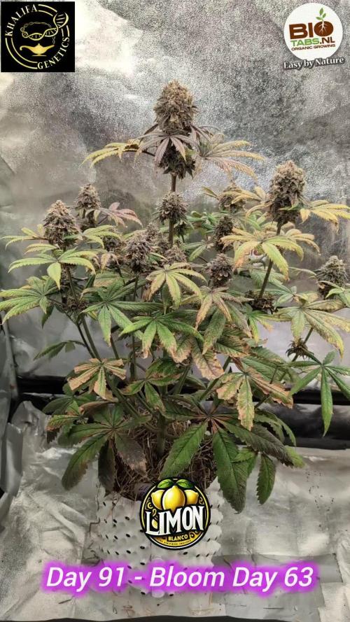 Limon Blanco by Khalifa Genetics & Mars Hydro