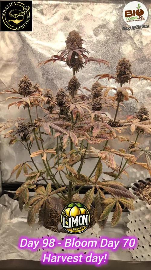 Limon Blanco by Khalifa Genetics & Mars Hydro