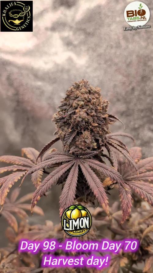 Limon Blanco by Khalifa Genetics & Mars Hydro