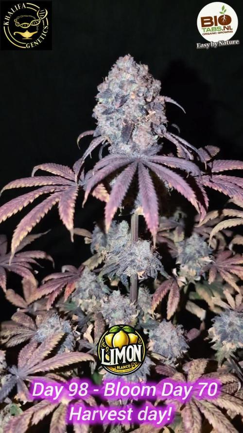 Limon Blanco by Khalifa Genetics & Mars Hydro