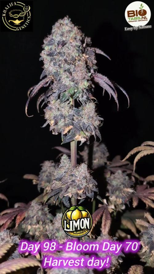Limon Blanco by Khalifa Genetics & Mars Hydro