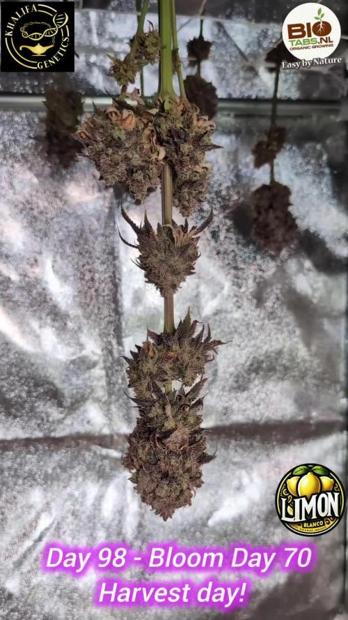 Limon Blanco by Khalifa Genetics & Mars Hydro