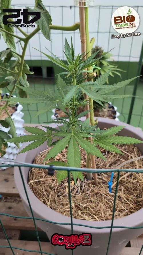 Gorilla Z Auto Outdoor 2025