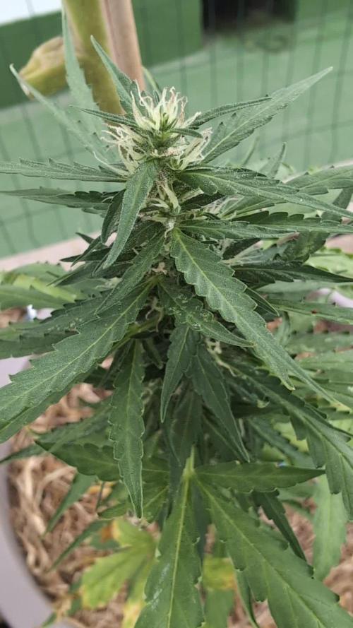 Gorilla Z Auto Outdoor 2025