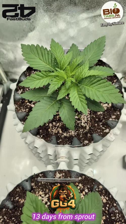GG4 Fastbuds!