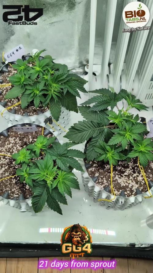 GG4 Fastbuds!